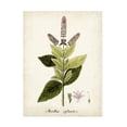 thumbnail image 1 of Unknown 'Antique Herb Botanical VI' Canvas Art, 1 of 3