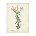 thumbnail image 1 of Unknown 'Antique Herbs IV' Canvas Art, 1 of 3