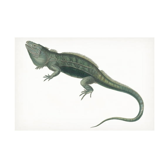 Unknown 'Antique Iguana' Canvas Art