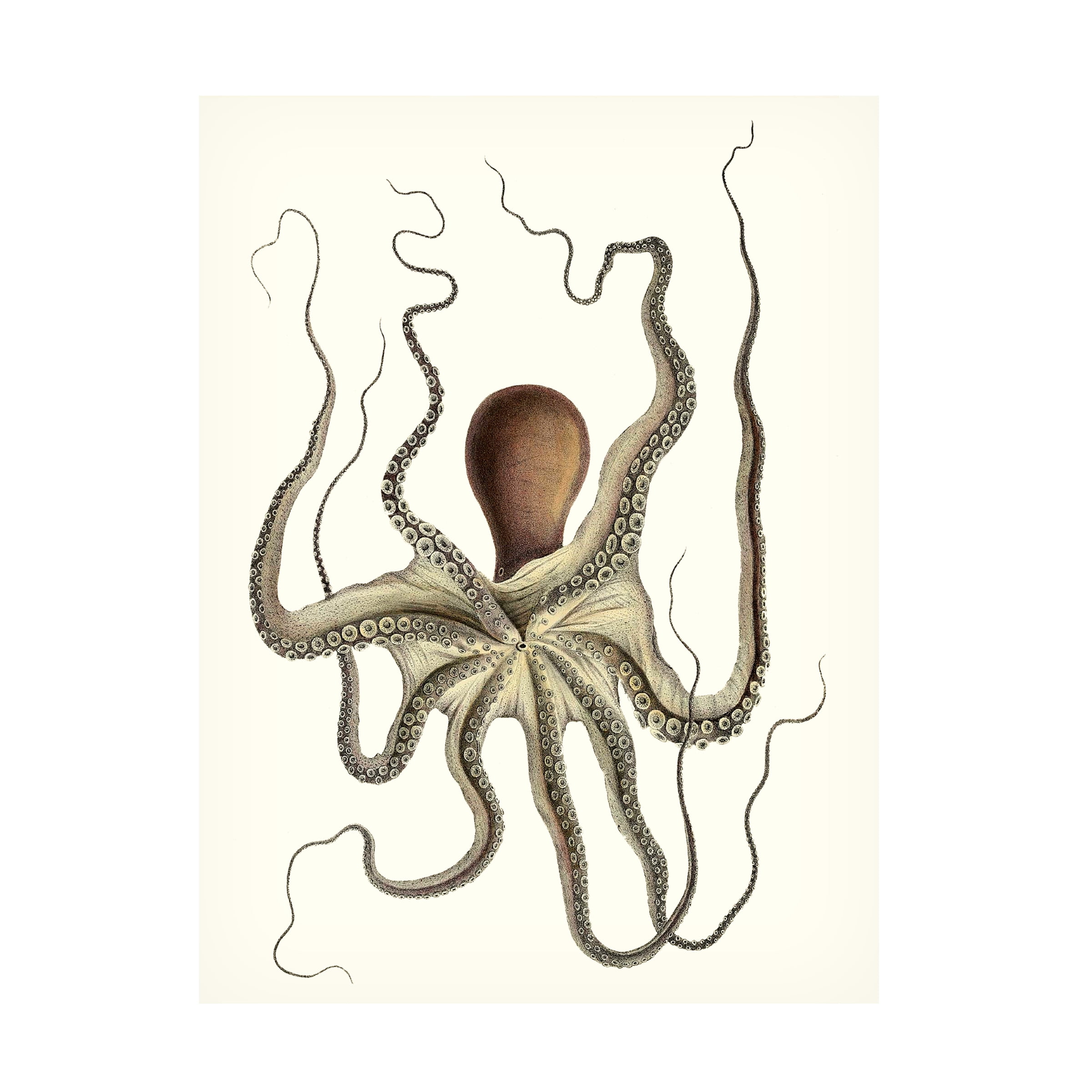 Unknown 'Antique Octopus Collection I' Canvas Art