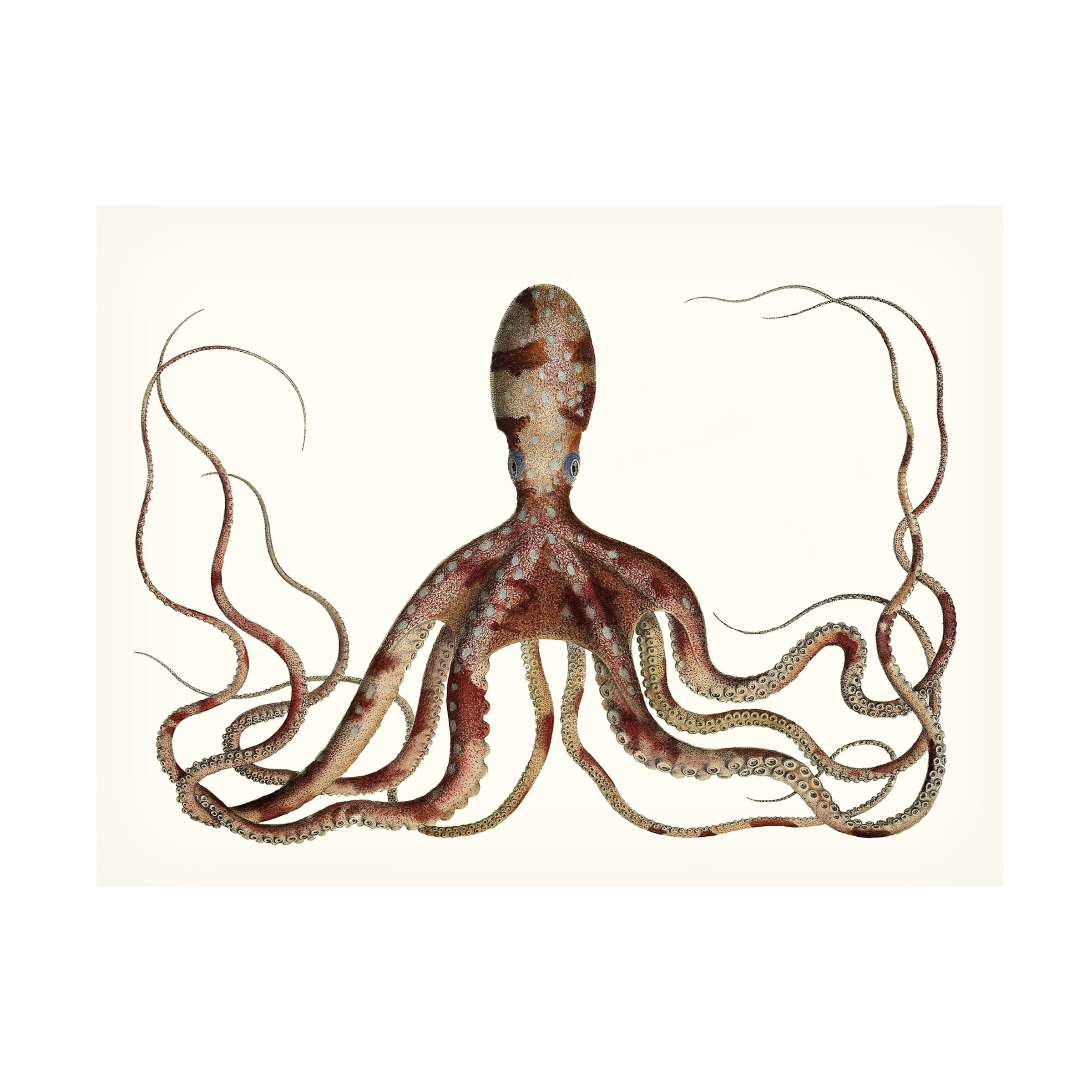 Unknown 'Antique Octopus Collection II' Canvas Art - Walmart.com