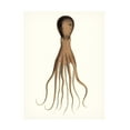 thumbnail image 1 of Unknown 'Antique Octopus Collection III' Canvas Art, 1 of 4