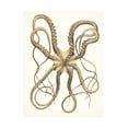 thumbnail image 1 of Unknown 'Antique Octopus Collection IV' Canvas Art, 1 of 4