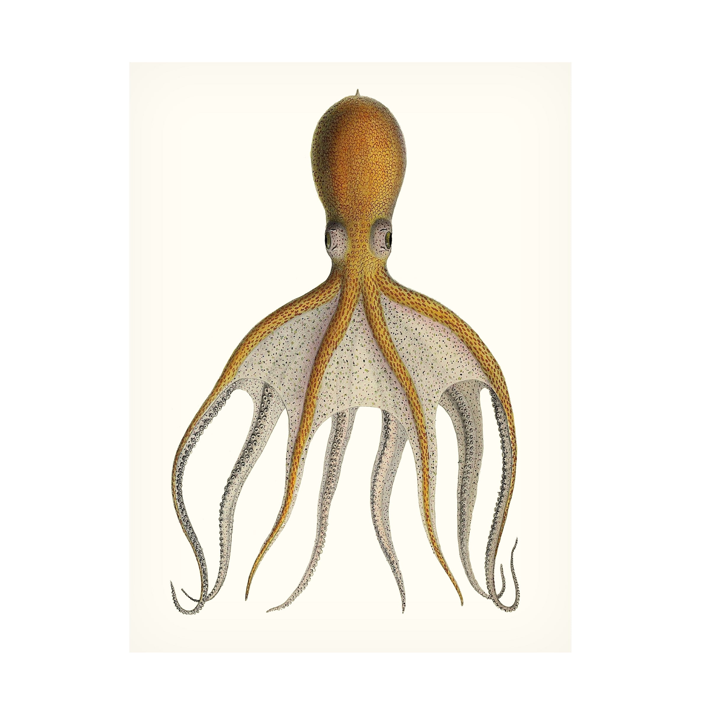 Antique octopus 2024