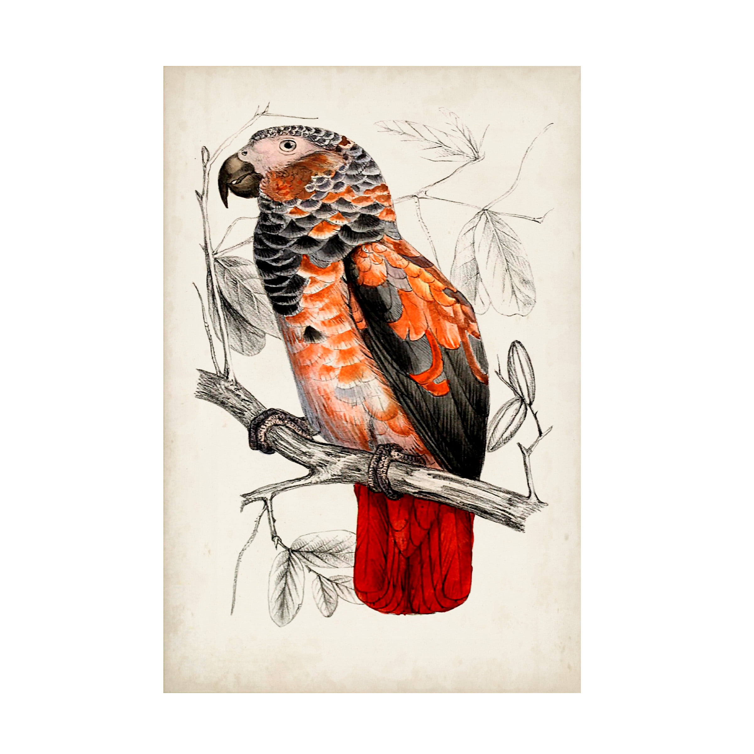Vintage Tropical Parrot Canvas Art in White and Gray