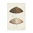 thumbnail image 1 of Unknown 'Antique Rays II' Canvas Art, 1 of 2