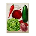 thumbnail image 1 of Unknown 'Antique Seed Packets XI' Canvas Art, 1 of 3