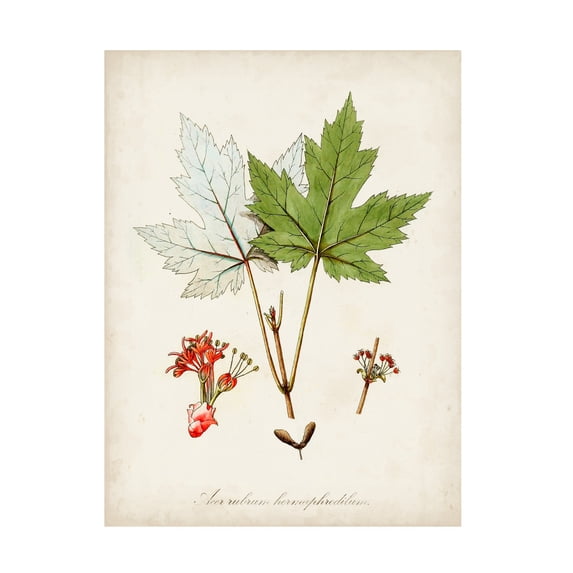Unknown 'Antique Tree Study I' Canvas Art