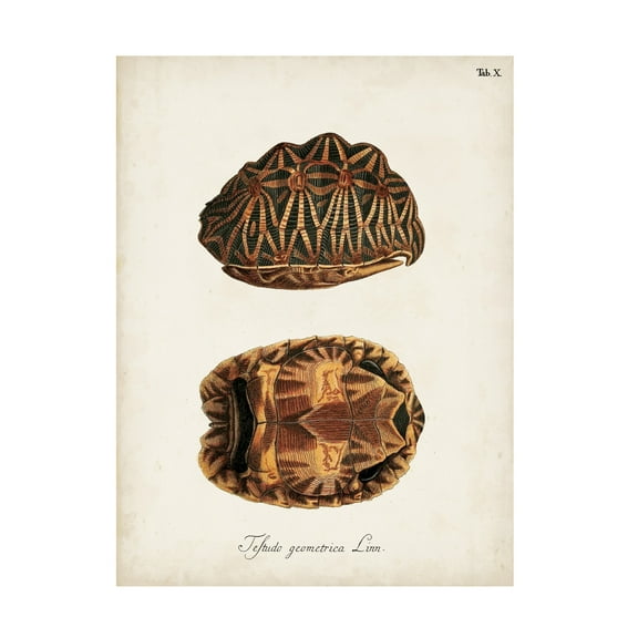 Unknown 'Antique Turtles & Shells I' Canvas Art