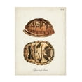 thumbnail image 1 of Unknown 'Antique Turtles & Shells III' Canvas Art, 1 of 3