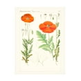 thumbnail image 1 of Unknown 'Bright Botanicals VI' Canvas Art, 1 of 4