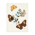 thumbnail image 1 of Unknown 'Butterflies And Moths I' Canvas Art, 1 of 3