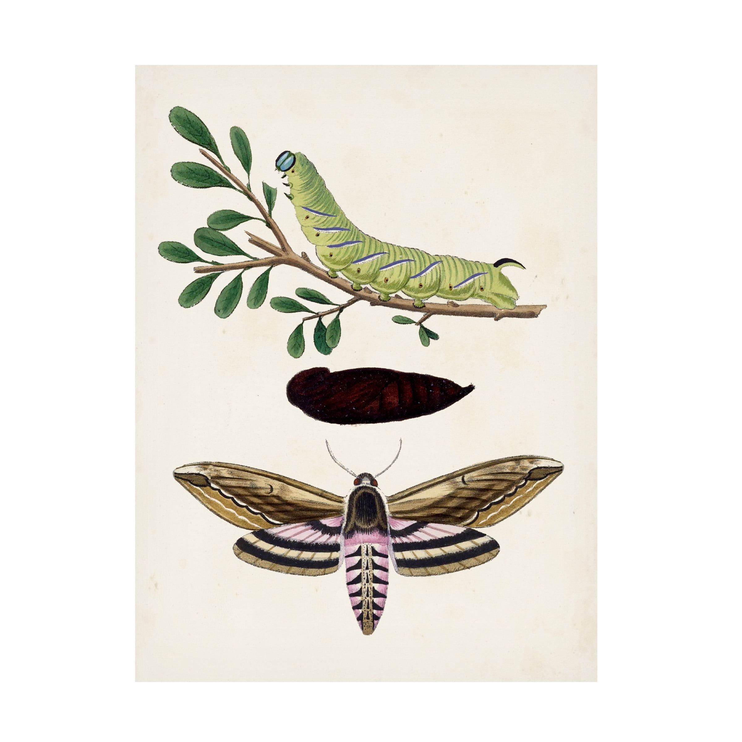 Vintage Floral Study Caterpillar and Moth Canvas Art 14x19