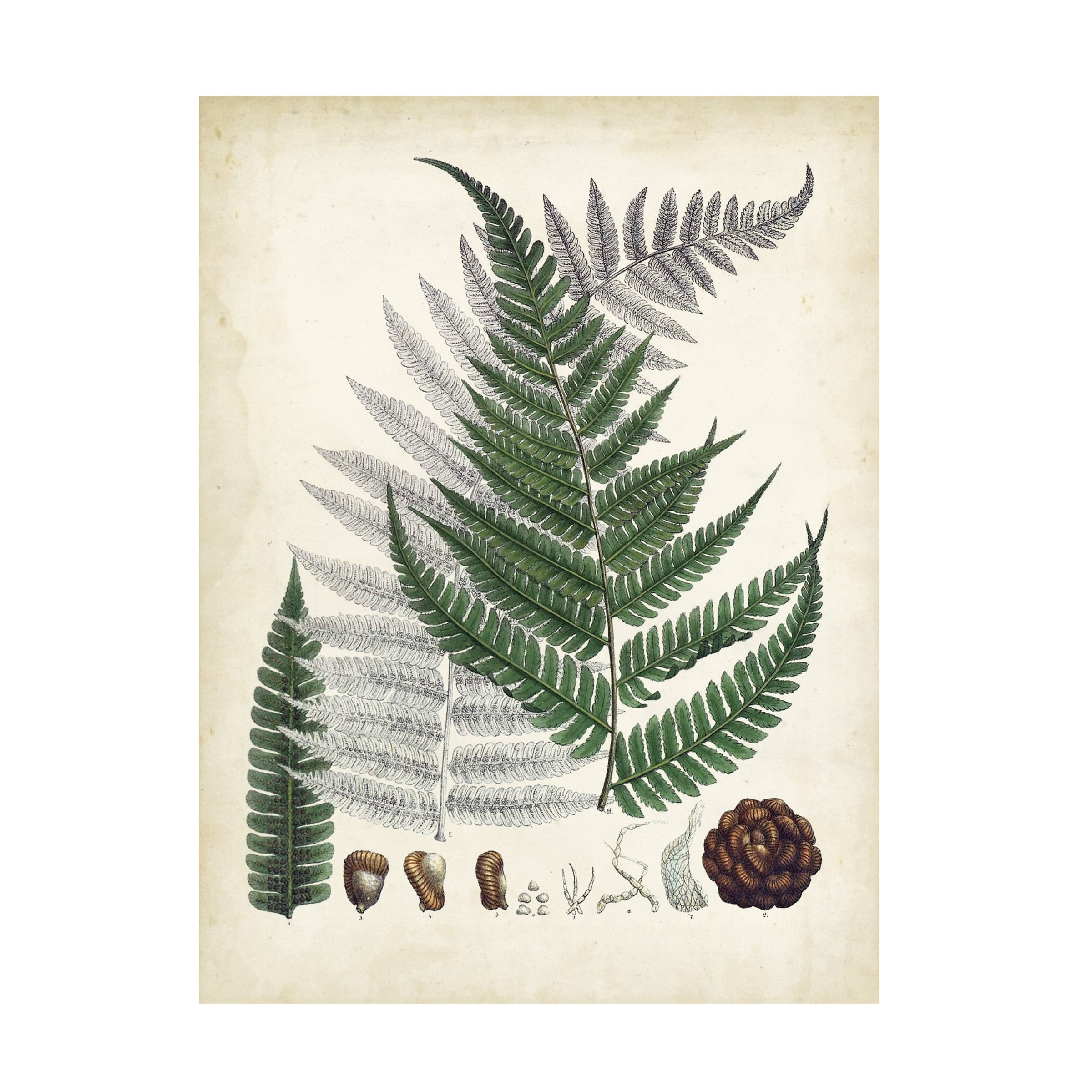 Large Green and Gray Botanical Fern Canvas Art