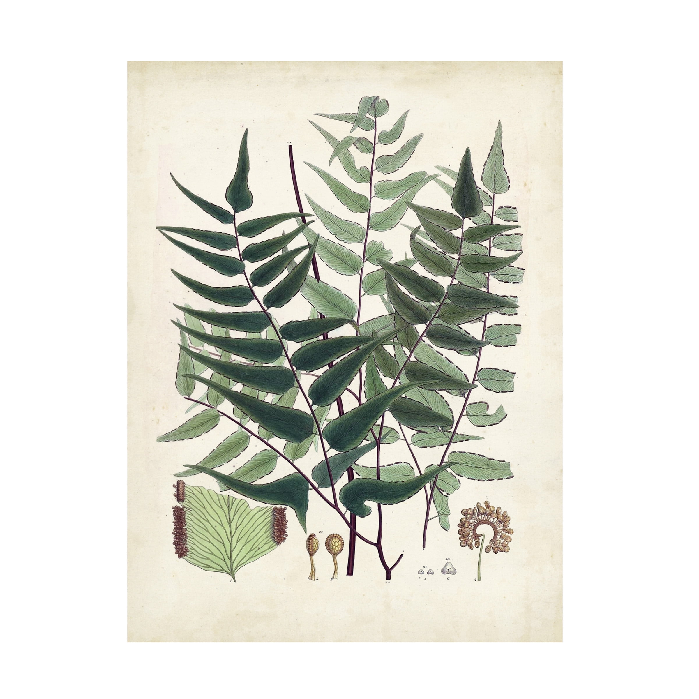 Vintage Botanical Ferns Canvas Art in Green and Beige