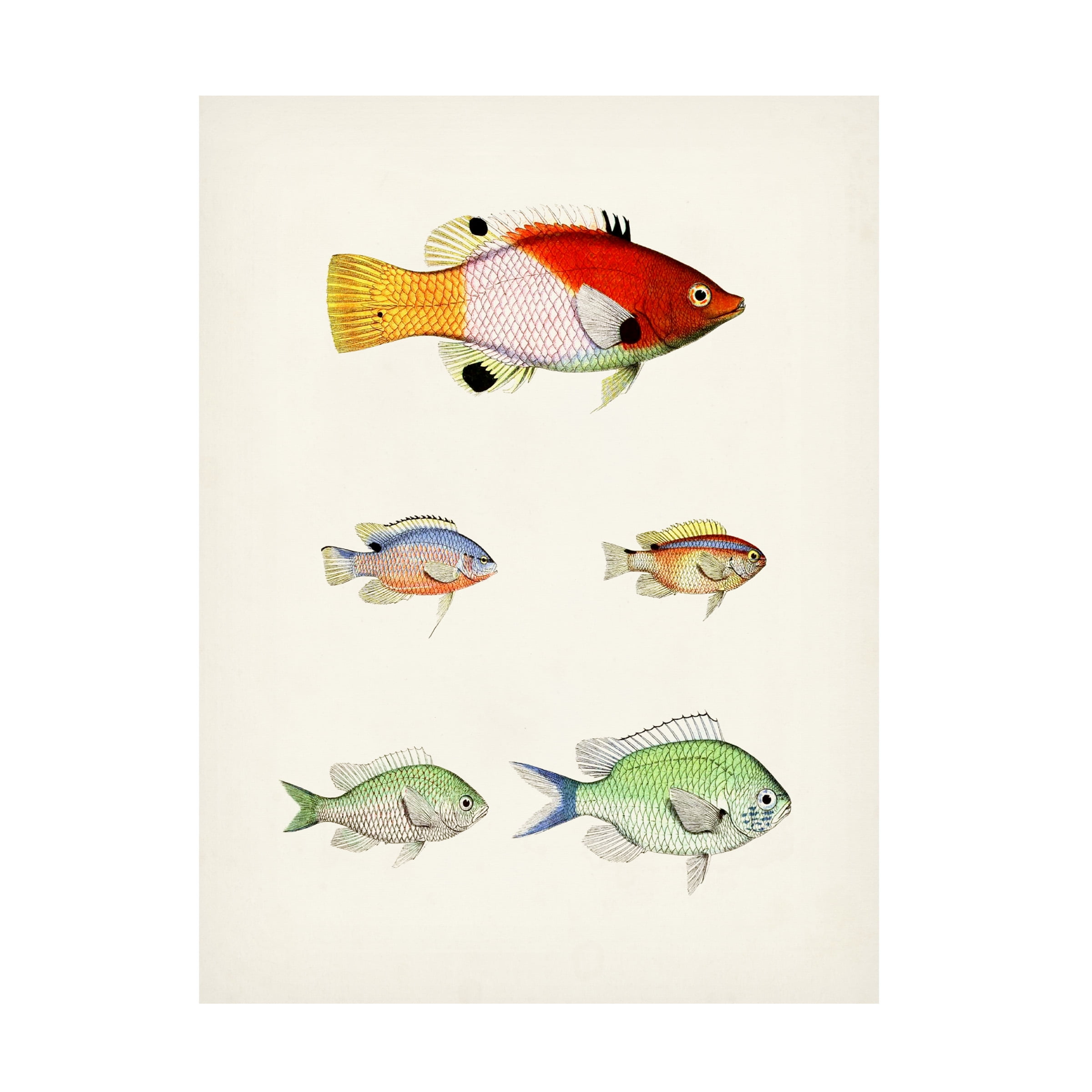 Colorful Tropical Fish Illustration on Canvas Art