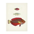 thumbnail image 1 of Unknown 'Colorful Tropical Fish II' Canvas Art, 1 of 4