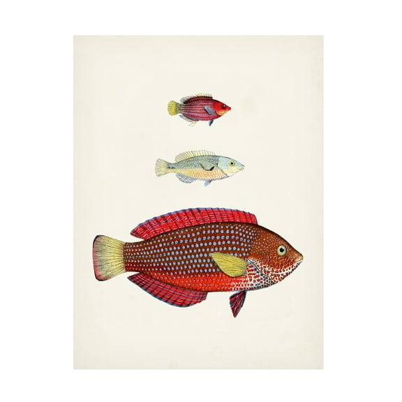 Unknown 'Colorful Tropical Fish II' Canvas Art