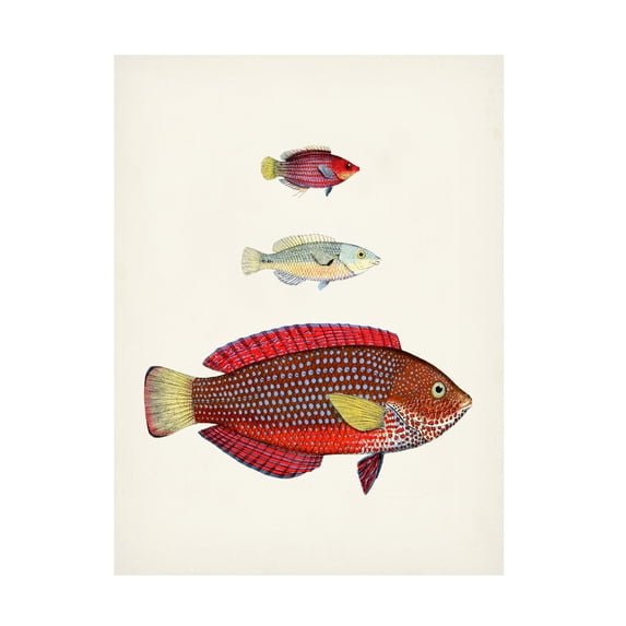 Unknown 'Colorful Tropical Fish II' Canvas Art