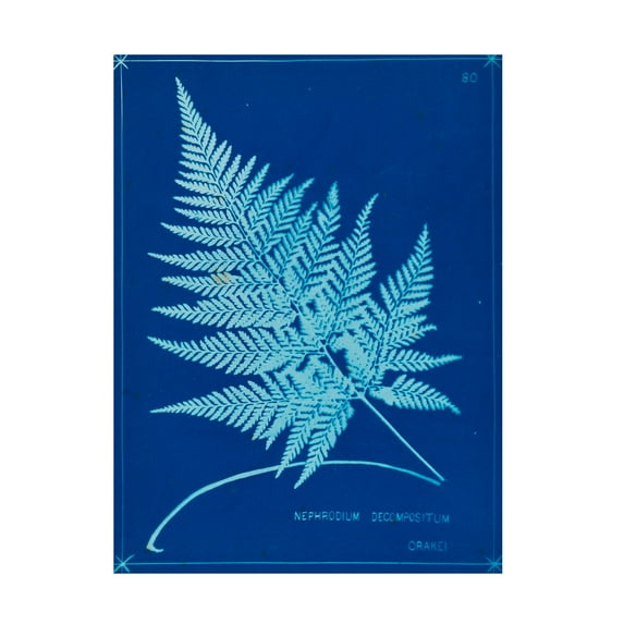 Unknown 'Cyanotype Ferns II' Canvas Art