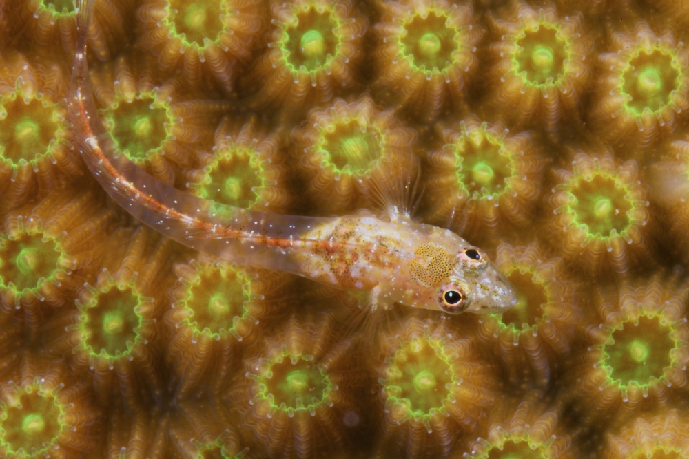 Unknown Gobie Blenny found at 48 feet deep Bonaire Canvas Art - Terry MooreStocktrek Images (35 x 23)