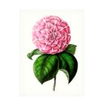 thumbnail image 1 of Unknown 'Grand Blooms VI' Canvas Art, 1 of 3