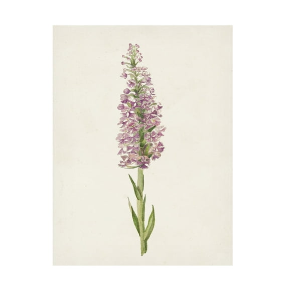 Unknown 'Mauve Garden Flowers I' Canvas Art