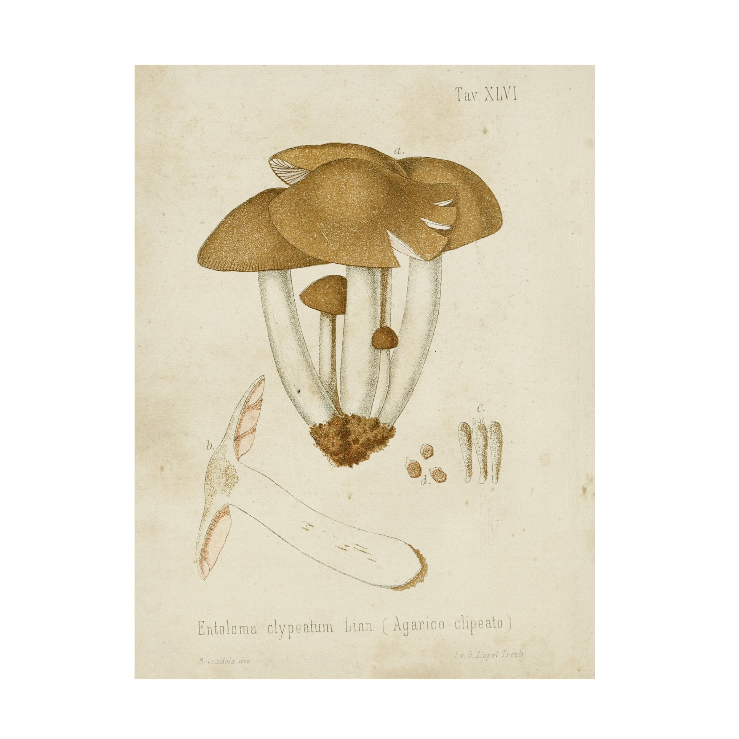 Vintage Mushroom Study Canvas Art in Brown and Tan