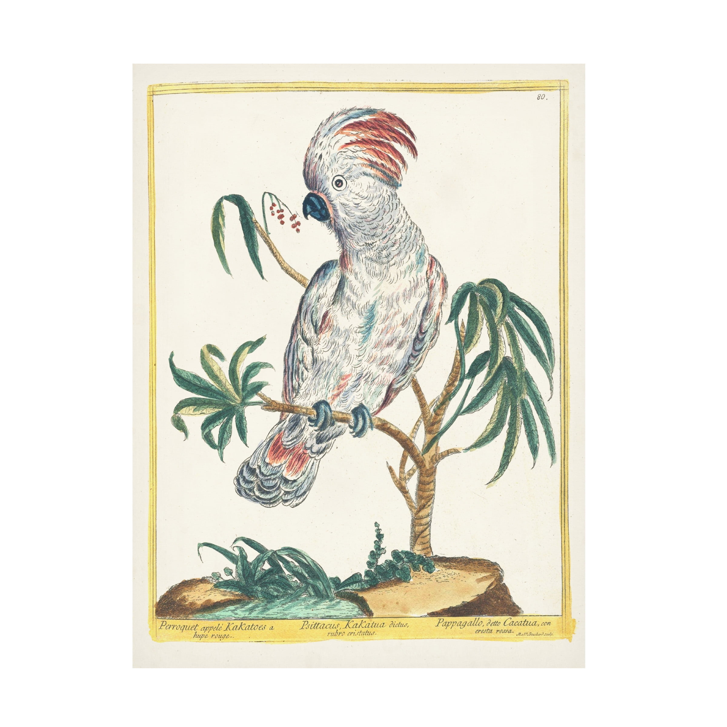 Vintage Style Multicolor Cockatoo Canvas Art Print