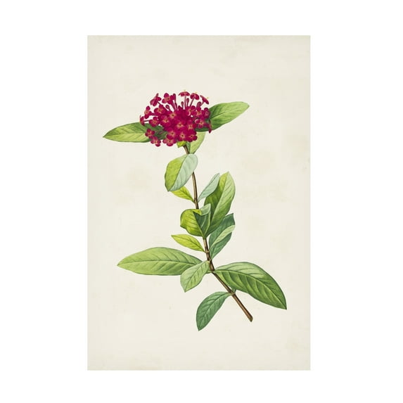 Unknown 'Pretty Pink Botanicals II' Canvas Art