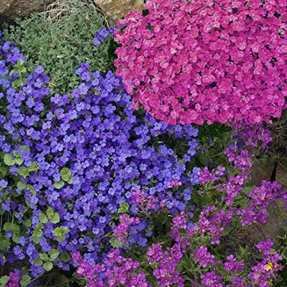 Unknown Rainbow Creeping Thyme Plants Blue Rock CRESS Plants - Perennial  Ground Cover Flower ,Natural Growth for Home Garden 200 PcsBag - (Color:  Mixed) 