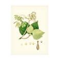 thumbnail image 1 of Unknown 'Spring Green Foliage IV' Canvas Art, 1 of 3