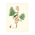 thumbnail image 1 of Unknown 'Spring Green Foliage VI' Canvas Art, 1 of 3