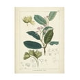 thumbnail image 1 of Unknown 'Vintage Verdure II' Canvas Art, 1 of 4