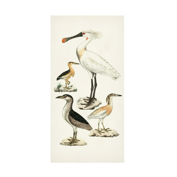 Unknown 'Waterbird Varieties II' Canvas Art