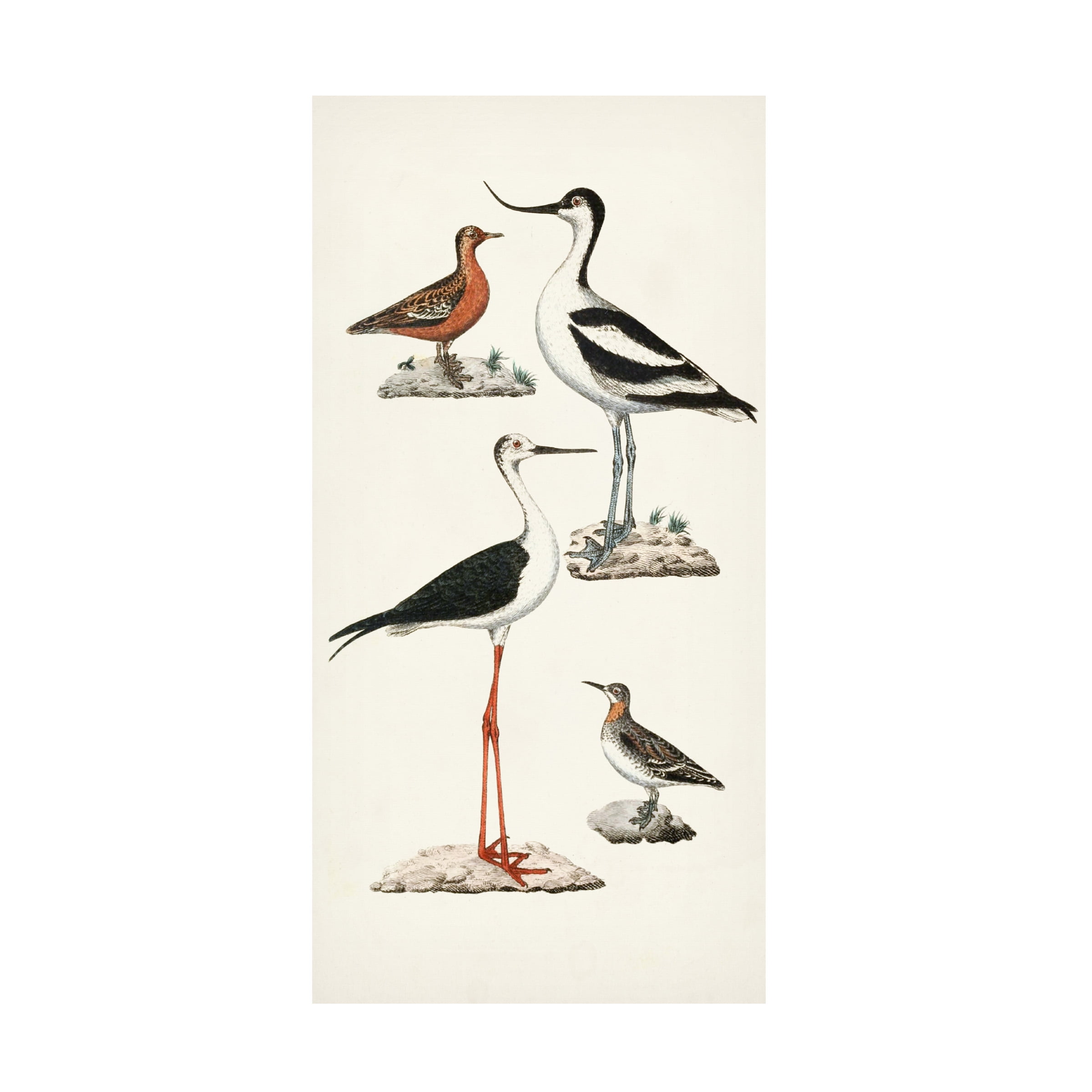 White and Brown Waterbird Canvas Art 24" x 12"