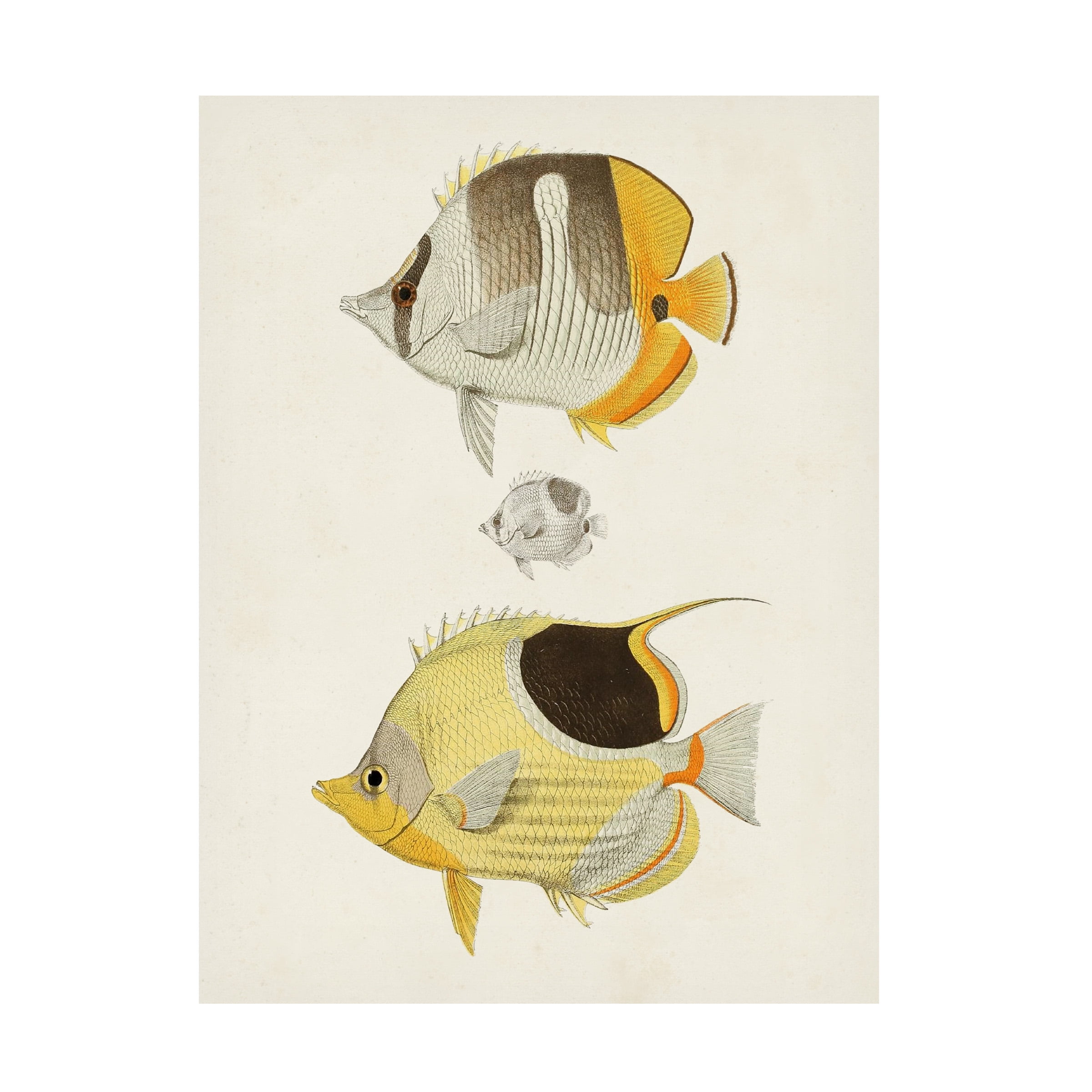Unknown 'Yellow and Grey Fish II' Canvas Art