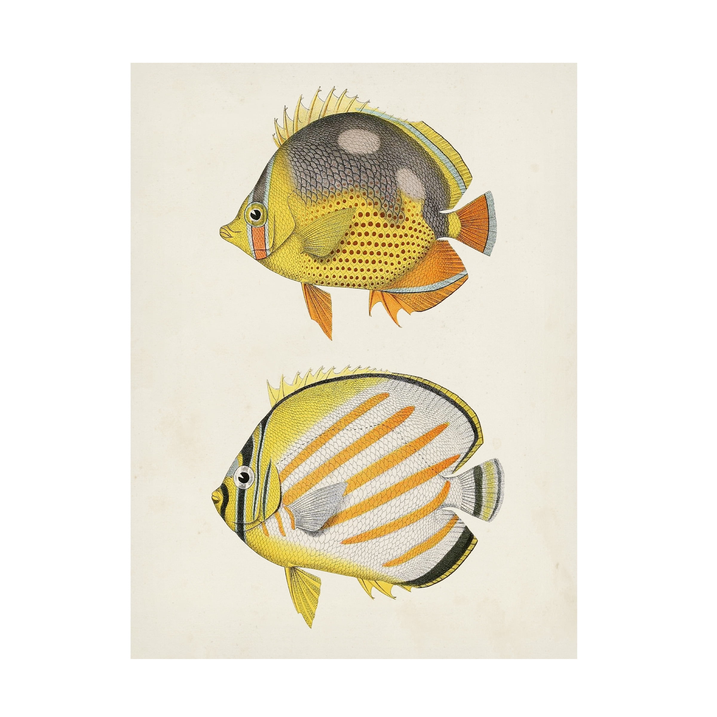Unknown 'Yellow and Grey Fish IV' Canvas Art