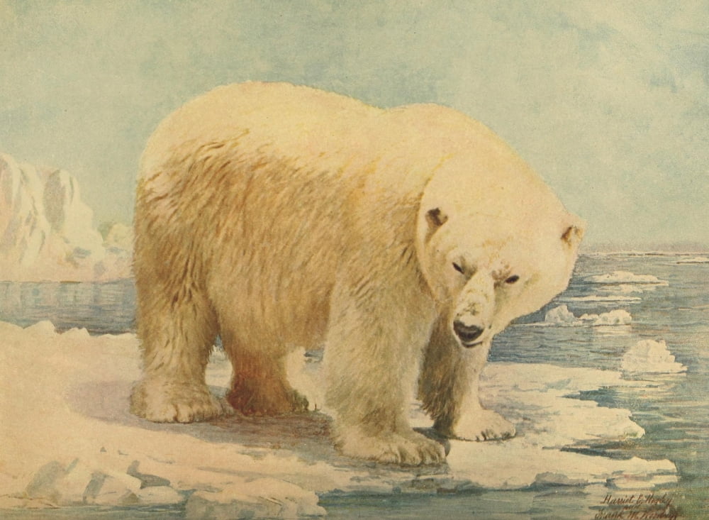Unknown artist Birds & Nature 1899-1905 Polar Bear Canvas Art - Unknown artist (18 x 24)