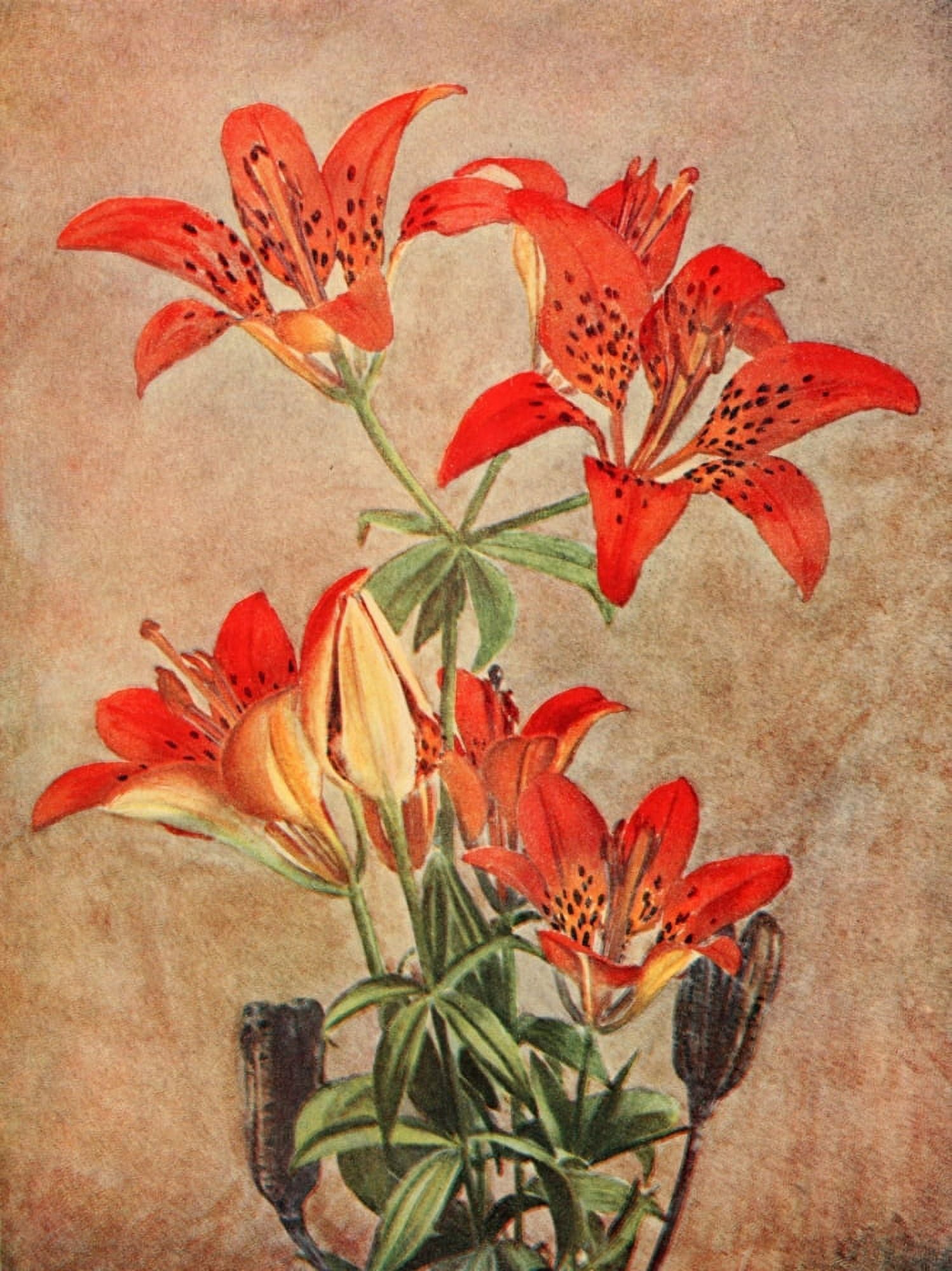 Unknown artist Birds & Nature 1899-1905 Red or Wood Lily Canvas Art - Unknown artist (18 x 24)