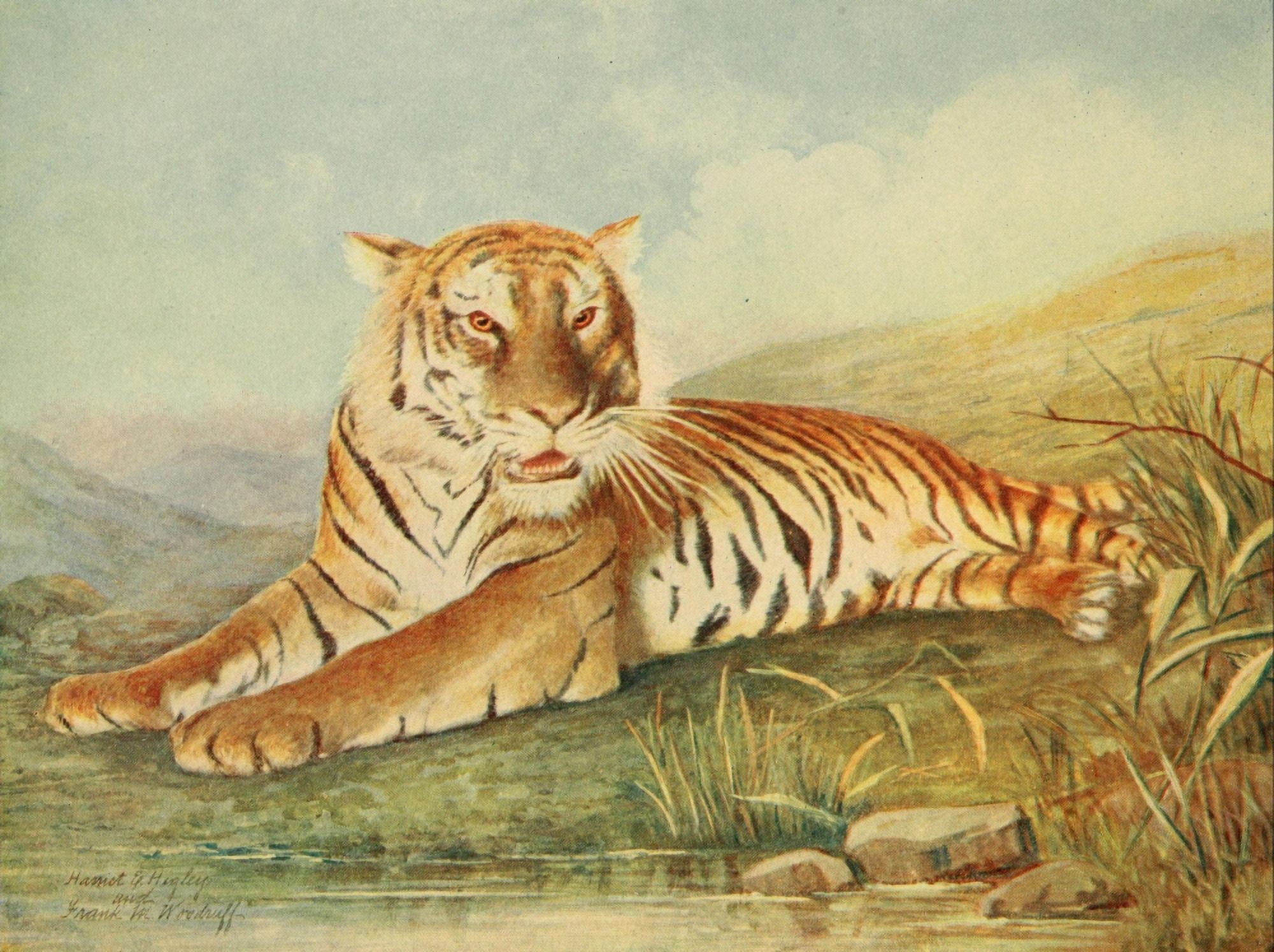 Unknown artist Birds & Nature 1899-1905 Tiger Canvas Art - Unknown artist (18 x 24)