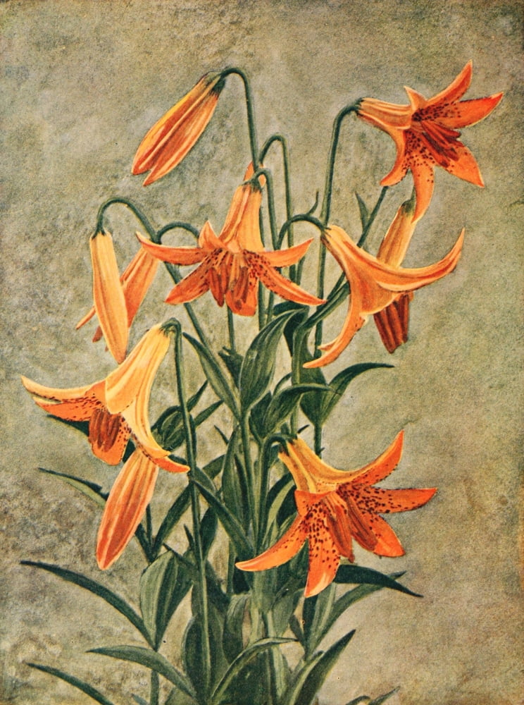 Unknown artist Birds & Nature 1899-1905 Wild Yellow or Canadian Lily Canvas Art - Unknown artist (24 x 36)