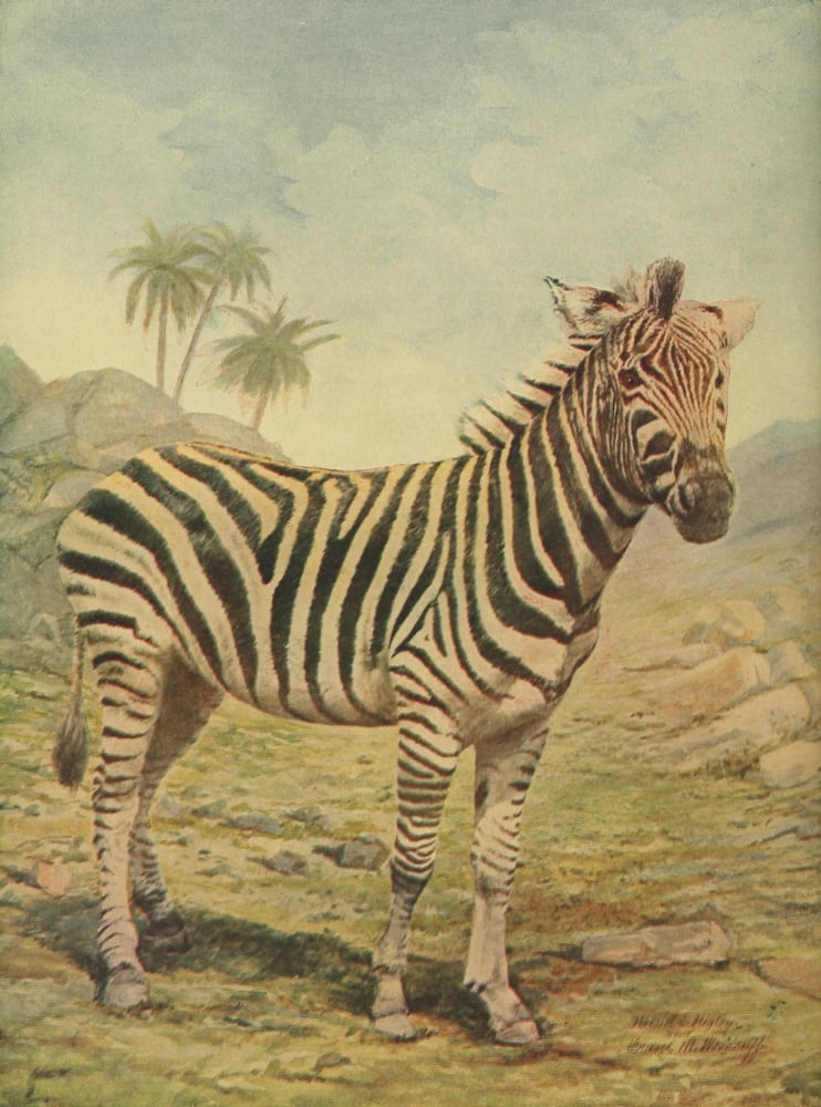 Unknown artist Birds & Nature 1899-1905 Zebra Canvas Art - Unknown artist (18 x 24)