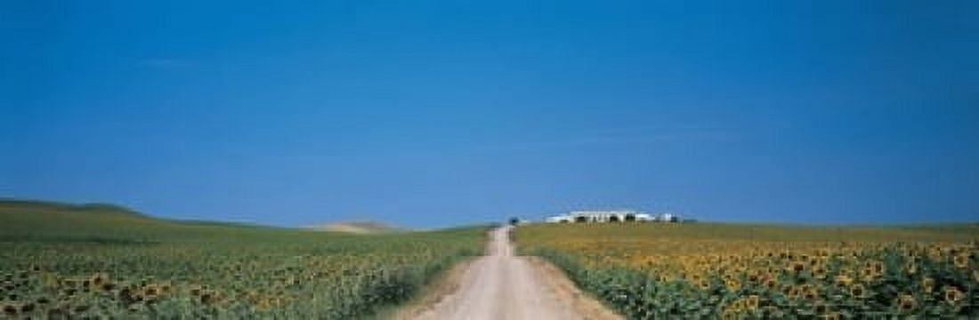 Unpaved road Andalucia Spain Canvas Art - Panoramic Images (18 x 6)