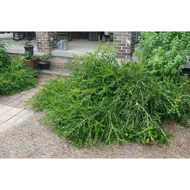 Unraveled Weeping Boxwood ( Buxus ) Live Plant Trade Gallon Pot