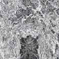 thumbnail image 1 of Untitled (LP), 1 of 1