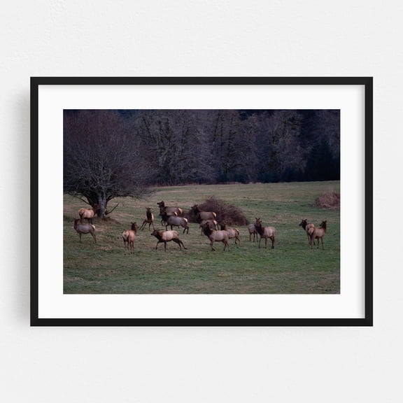 Untitled - Los Angeles Oregon Photography Wildlife Nature Deer Woodland Animal Scenic Wilderness Black Framed Wall Art Print 12 x 18 inches