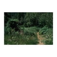 thumbnail image 1 of Untitled - Oregon Photography Forest Nature Woodland Wilderness Floral Scenic Botanical Unframed Wall Art Print 5 x 7 inches, 1 of 7