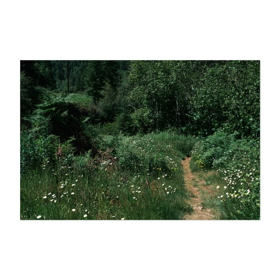 Untitled - Oregon Photography Forest Nature Woodland Wilderness Floral Scenic Botanical Unframed Wall Art Print 5 x 7 inches