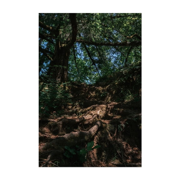 Untitled - Oregon Photography Forest Nature Woods Woodland Wilderness Scenic Unframed Wall Art Print 4 x 6 inches